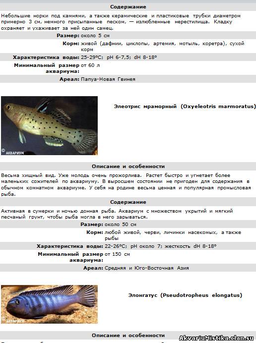 Справочник по аквариумным рыбам