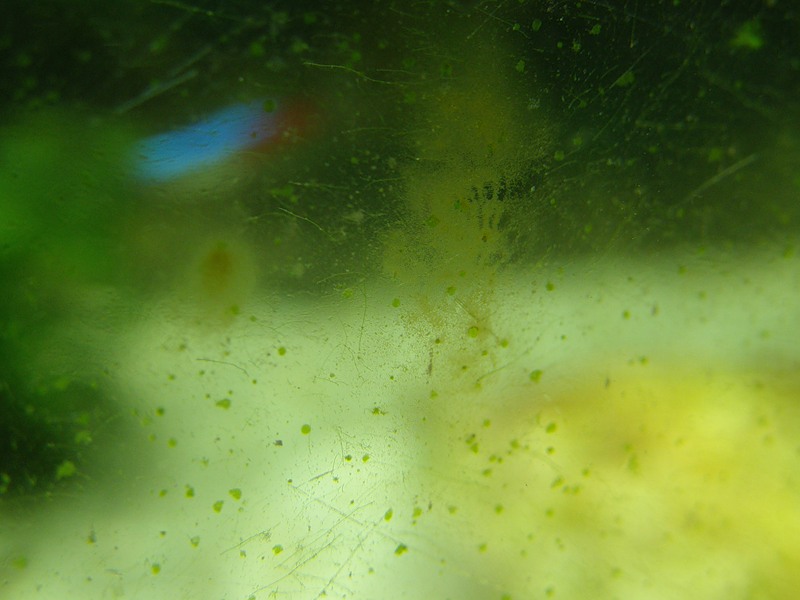 Водоросли - водоросли в аквариуме